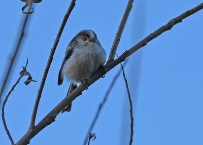 Long-tailed Tit