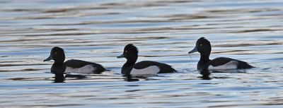 Tufted Duck