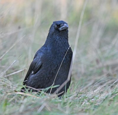 Carrion Crow