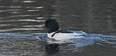 Goosander