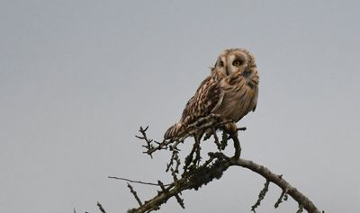Short-eared Owl