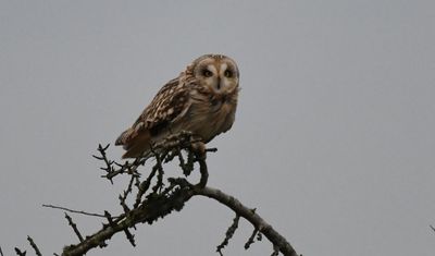 Short-eared Owl