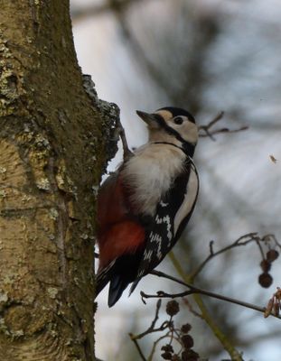 Great Spotted Woodpecker