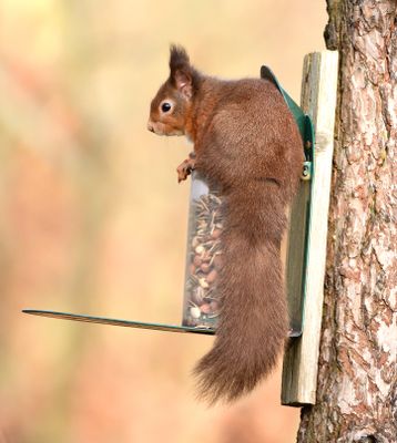 Red Squirrel