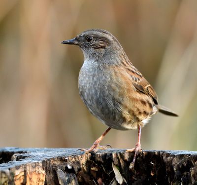 Dunnock