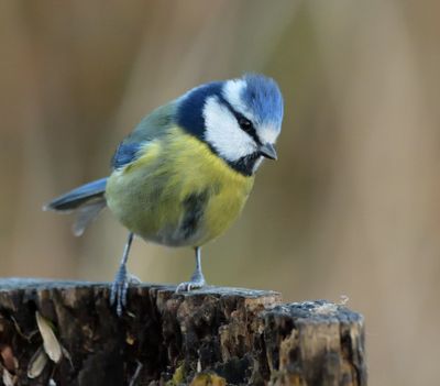 Blue Tit