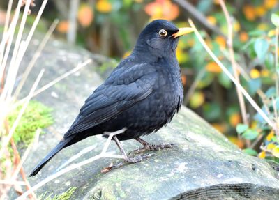 Blackbird