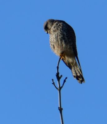 Kestrel