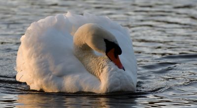 Mute Swan