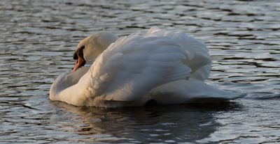 Mute Swan