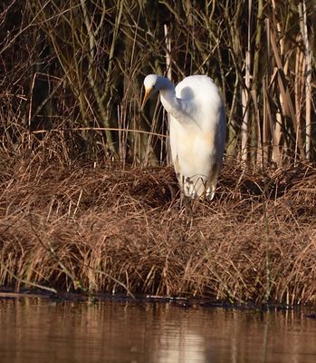 Great White Egret