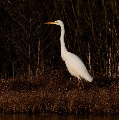 Great White Egret