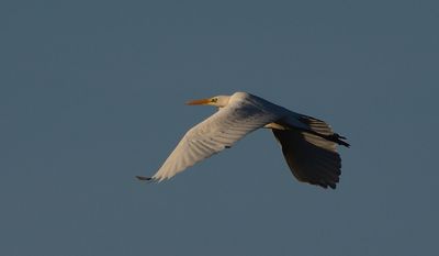 Great White Egret