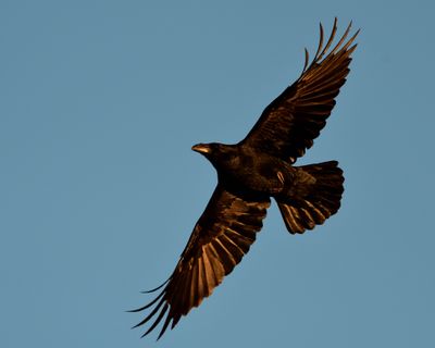 Raven
