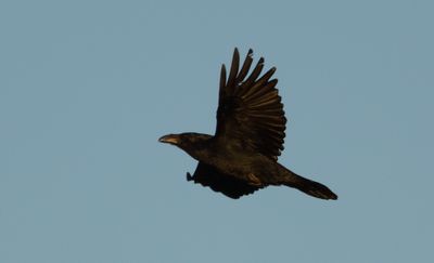 Raven