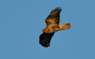 Buzzard