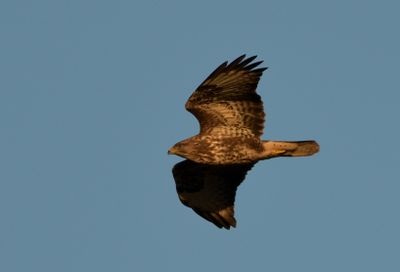 Buzzard
