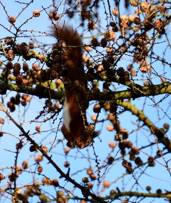 Red Squirrel
