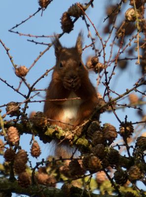 Red Squirrel