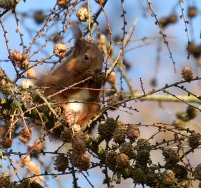 Red Squirrel