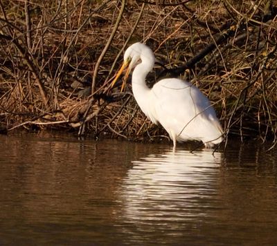 Great White Egret
