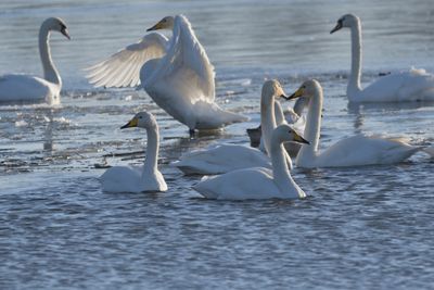 Whooper Swan