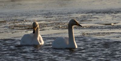 Whooper Swan