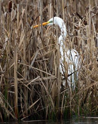 Great White Egret