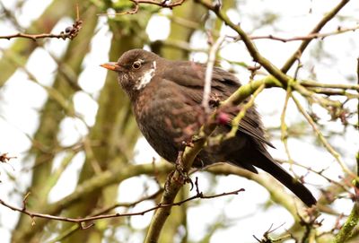 Blackbird