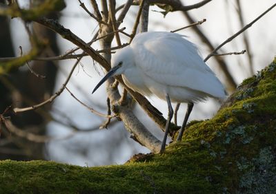 Little Egret