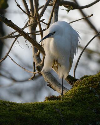 Little Egret