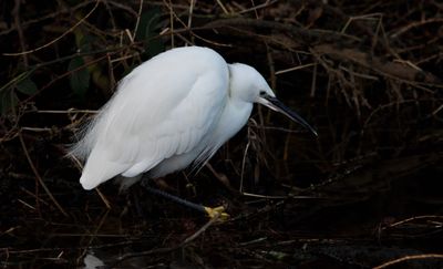 Little Egret