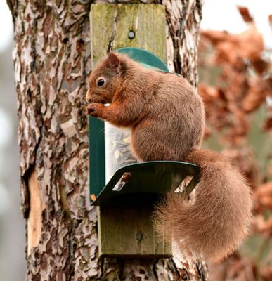 Red Squirrel