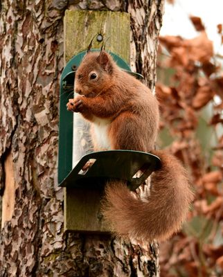 Red Squirrel