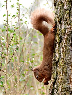 Red Squirrel