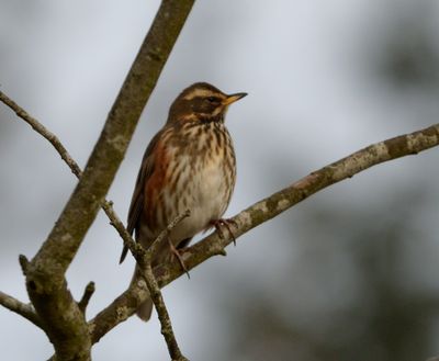 Redwing