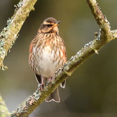 Redwing