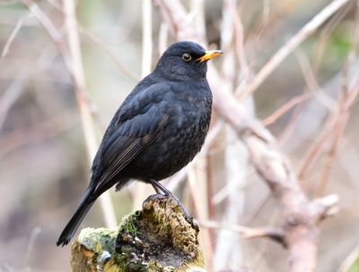 Blackbird
