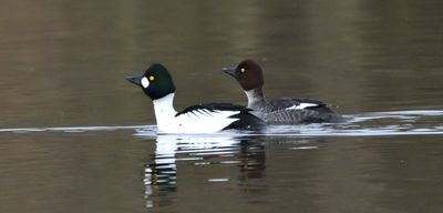 Goldeneye