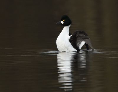 Goldeneye