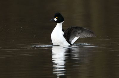 Goldeneye