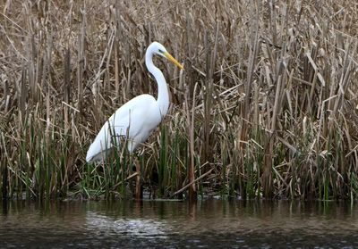 Great White Egret