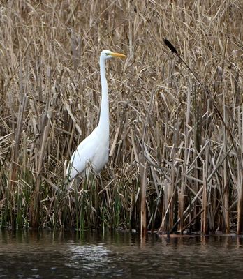 Great White Egret