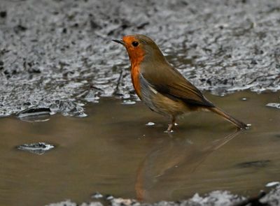 Robin