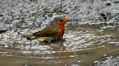 Robin