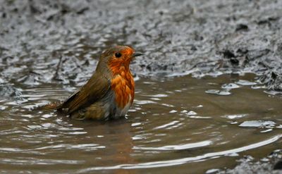 Robin