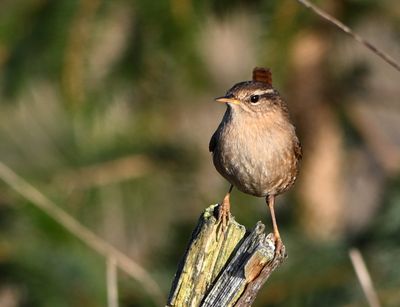 Wren
