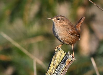 Wren