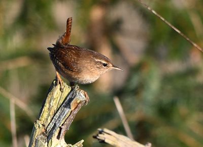 Wren