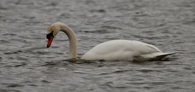 Mute Swan